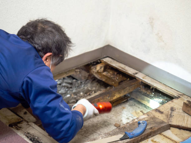 Best Residential Mold Removal  in Pleasanton, TX