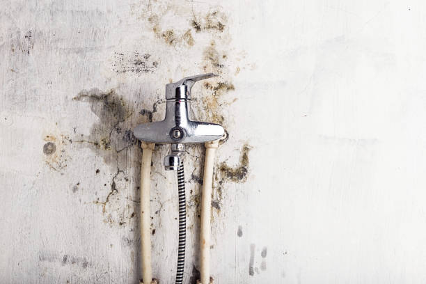 Pleasanton, TX Mold Removal Company