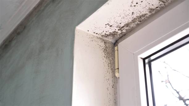 Best Attic Mold Removal  in Pleasanton, TX