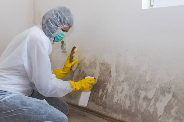 Best Home Mold Removal  in Pleasanton, TX