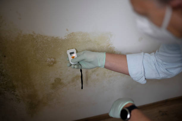 Mold Removal and Inspection in Pleasanton, TX