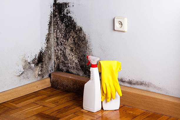 Mold Removal Process in Pleasanton, TX
